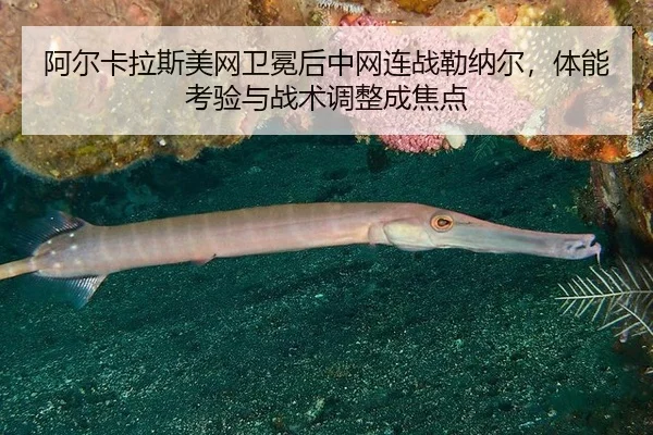 a-er-ka-la-si-mei-wang-wei-mian-hou-zhong-wang-lian-zhan-lei-na-er-ti-neng-kao-yan-yu-zhan-shu-tiao-zheng-cheng-jiao-2-439.jpg