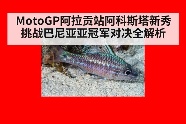 MotoGP阿拉贡站阿科斯塔新秀挑战巴尼亚亚冠军对决全解析